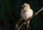 Filename=goldfinch_090909c.jpg
Filesize=224KB
Dimensions=900x643
Date added=Sep 14, 2009 goldfinch_090909c.jpg