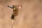 goldfinch_091212o.jpg