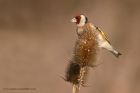 goldfinch_091212p.jpg