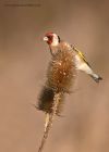 goldfinch_091212q.jpg