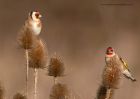 Filename=goldfinch_091212s.jpg
Filesize=196KB
Dimensions=1000x714
Date added=Dec 13, 2012 goldfinch_091212s.jpg