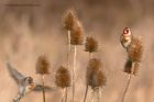 goldfinch_091212v.jpg