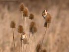 goldfinch_091212y.jpg