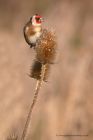 goldfinch_091212z.jpg