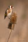 goldfinch_091212za.jpg