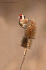 goldfinch_091212zf.jpg