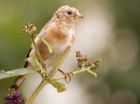 Filename=goldfinch_100908b.jpg
Filesize=182KB
Dimensions=800x597
Date added=Nov 11, 2008 goldfinch_100908b.jpg