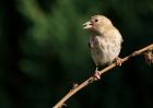 Filename=goldfinch_100909a.jpg
Filesize=169KB
Dimensions=800x571
Date added=Sep 14, 2009 goldfinch_100909a.jpg
