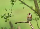 goldfinch_1105b.jpg