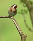 goldfinch_1105c.jpg