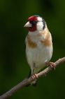 Filename=goldfinch_110810a.jpg
Filesize=236KB
Dimensions=667x1000
Date added=Jul 11, 2010 goldfinch_110810a.jpg