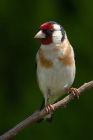 goldfinch_110810a.jpg