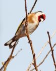 Filename=goldfinch_120408c.jpg
Filesize=148KB
Dimensions=638x800
Date added=Nov 11, 2008 goldfinch_120408c.jpg