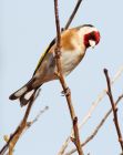 goldfinch_120408c.jpg