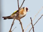 Filename=goldfinch_120408e.jpg
Filesize=188KB
Dimensions=800x601
Date added=Nov 11, 2008 goldfinch_120408e.jpg