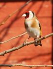 Filename=goldfinch_120408k.jpg
Filesize=170KB
Dimensions=619x800
Date added=Nov 11, 2008 goldfinch_120408k.jpg