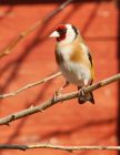 goldfinch_120408k.jpg