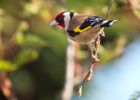 Filename=goldfinch_120409b.jpg
Filesize=225KB
Dimensions=900x643
Date added=Apr 12, 2009 goldfinch_120409b.jpg