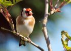 Filename=goldfinch_120409c.jpg
Filesize=210KB
Dimensions=800x572
Date added=Apr 12, 2009 goldfinch_120409c.jpg