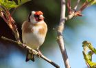 goldfinch_120409c.jpg