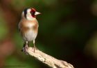 goldfinch_120411b.jpg