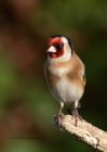 goldfinch_120411c.jpg