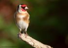 goldfinch_120411h.jpg