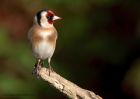 goldfinch_120411j.jpg