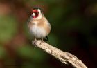 goldfinch_120411k.jpg