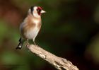 goldfinch_120411m.jpg