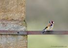 goldfinch_120510a.jpg