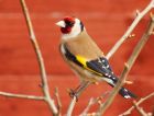 Filename=goldfinch_130408a.jpg
Filesize=170KB
Dimensions=800x609
Date added=Nov 11, 2008 goldfinch_130408a.jpg