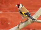 goldfinch_130408b.jpg