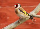 Filename=goldfinch_130408c.jpg
Filesize=159KB
Dimensions=800x589
Date added=Nov 11, 2008 goldfinch_130408c.jpg