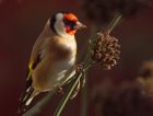 goldfinch_131209b.jpg