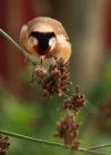 goldfinch_131209d.jpg