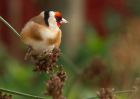 goldfinch_131209f.jpg