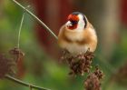 goldfinch_131209h.jpg