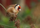 goldfinch_131209j.jpg