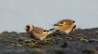 Filename=goldfinch_131209n.jpg
Filesize=210KB
Dimensions=1000x558
Date added=Dec 14, 2009 goldfinch_131209n.jpg