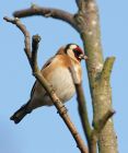 goldfinch_150208a.jpg