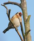 goldfinch_150208b.jpg