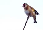 Filename=goldfinch_150209a.jpg
Filesize=129KB
Dimensions=800x571
Date added=Feb 15, 2009 goldfinch_150209a.jpg