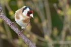 goldfinch_150413d.jpg