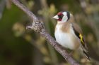 goldfinch_150413j.jpg