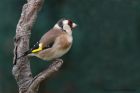 goldfinch_160211b.jpg