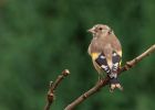 Filename=goldfinch_160909b.jpg
Filesize=209KB
Dimensions=900x643
Date added=Sep 18, 2009 goldfinch_160909b.jpg