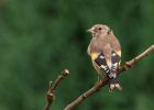 goldfinch_160909b.jpg