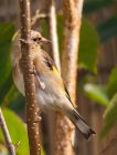 Filename=goldfinch_170808e.jpg
Filesize=173KB
Dimensions=608x800
Date added=Nov 11, 2008 goldfinch_170808e.jpg