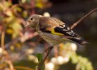 Filename=goldfinch_170808g.jpg
Filesize=189KB
Dimensions=800x580
Date added=Nov 11, 2008 goldfinch_170808g.jpg
